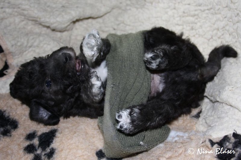 Rüde 2009-06-14 (4).JPG